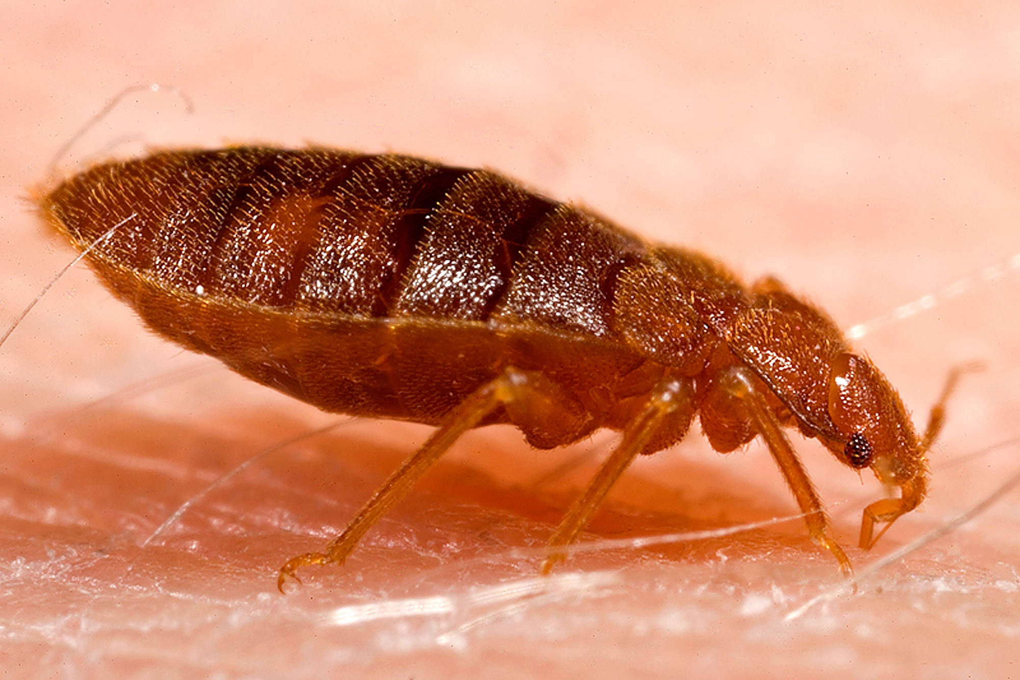 CDC close-up photograph of an adult bed bug feeding on skin